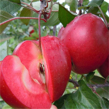 山东维纳斯黄金苹果苗-蜜脆苹果苗-维纳斯黄金苹果苗价格新品种果树