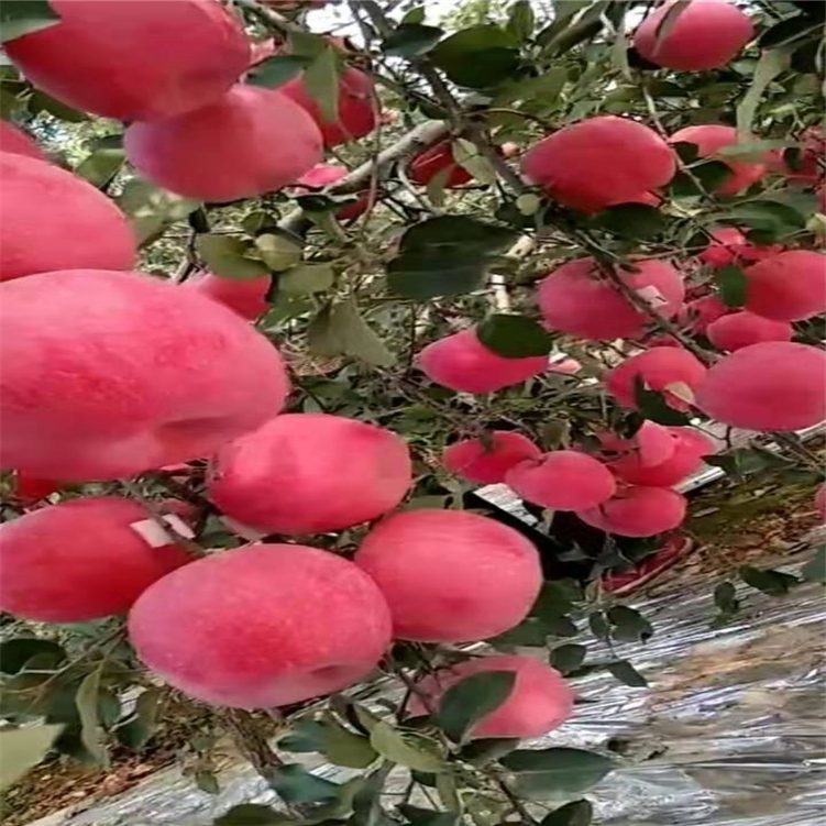 山东维纳斯苹果苗-蜜脆苹果苗-维纳斯苹果苗价格 新品种果树