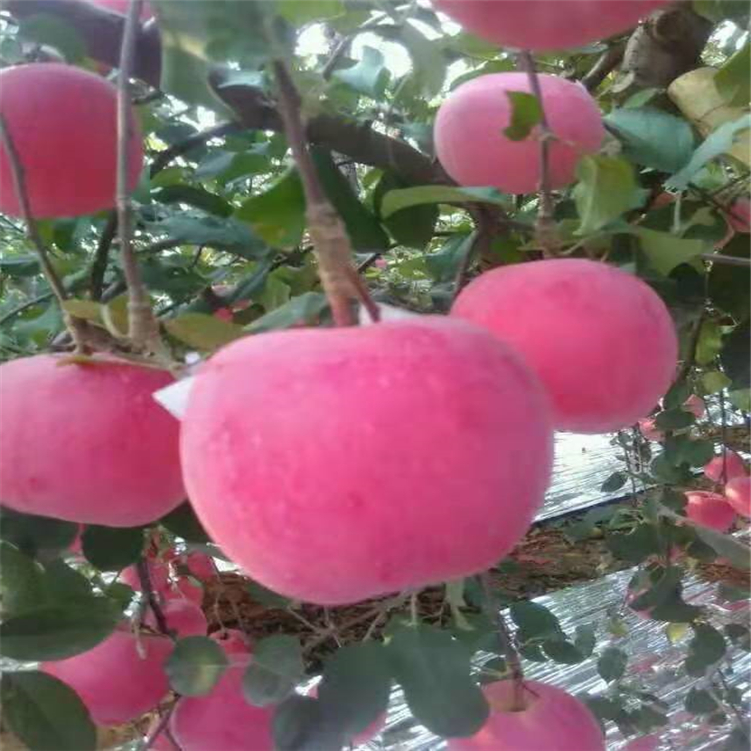 海南鲁丽苹果品种优缺点解析 可盆栽