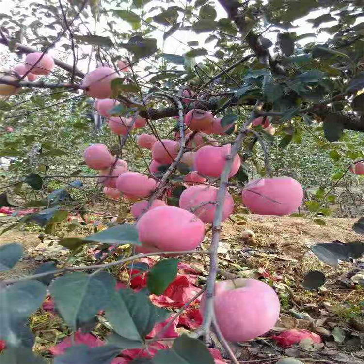 內(nèi)自治區(qū)魯麗蘋果苗栽培技術(shù)要點 現(xiàn)挖現(xiàn)賣