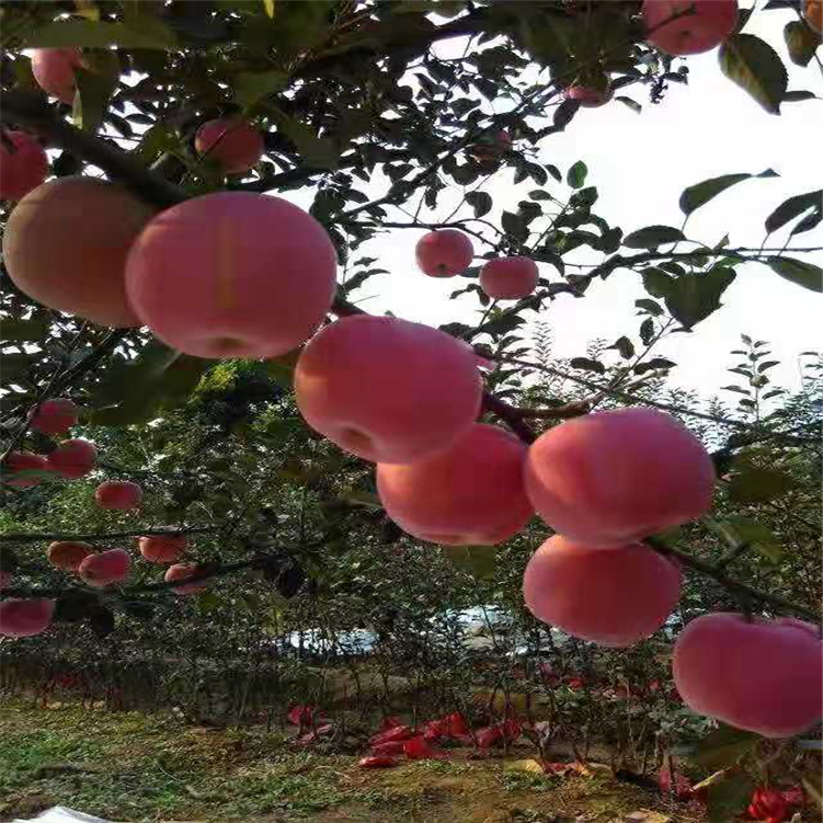 14568 紅寶石甜蘋果苗