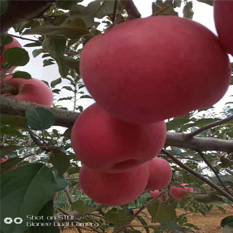 內(nèi)自治區(qū)魯麗蘋果苗栽培技術(shù)要點 現(xiàn)挖現(xiàn)賣