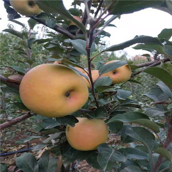 吉林苹果苗木 送种植技术光盘