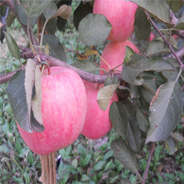 陕西苹果苗繁育基地 量大可从优