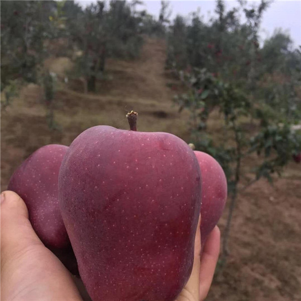 花牛苹果苗都是嫁接的吗 