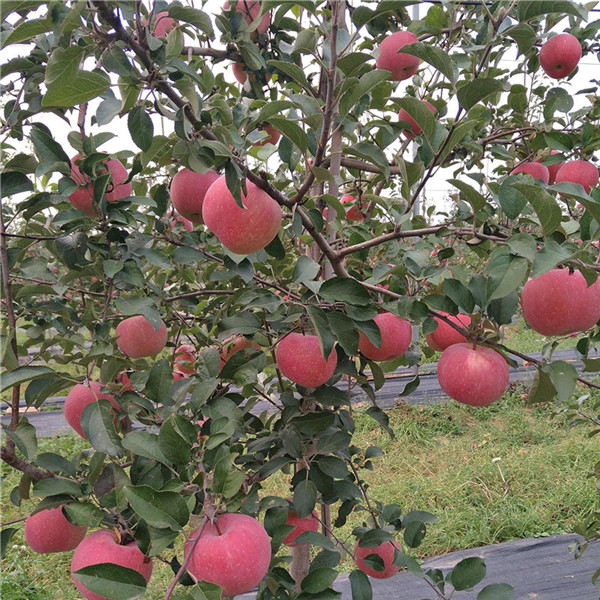 苹果苗几年结果 送种植技术光盘