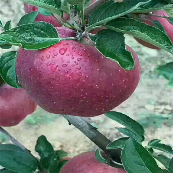 蘋果苗幾年結(jié)果 快遞包郵