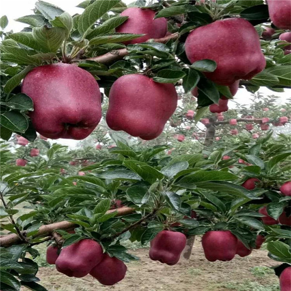 苹果苗几年结果 送种植技术光盘