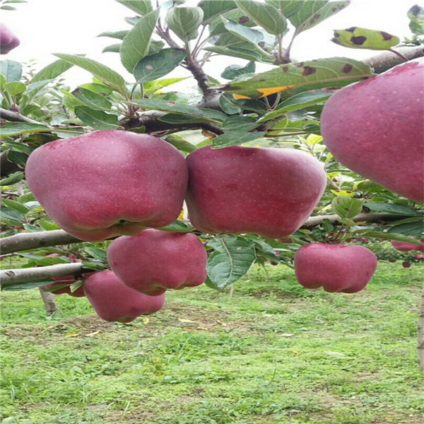 陕西苹果苗繁育基地 量大可从优