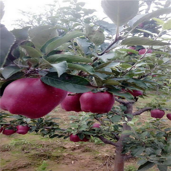 苹果苗几年结果 送种植技术光盘