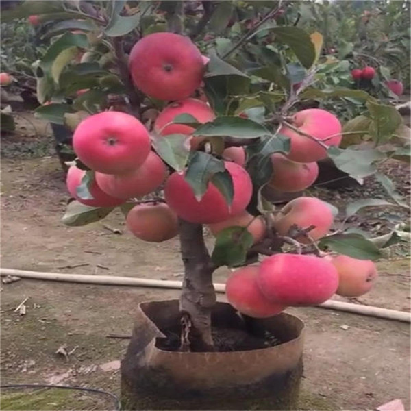 蘋果苗幾年結(jié)果 快遞包郵