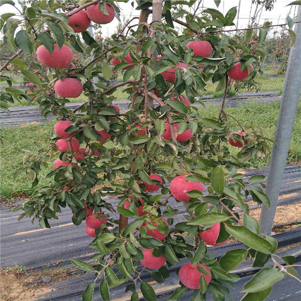 吉林苹果苗木 送种植技术光盘