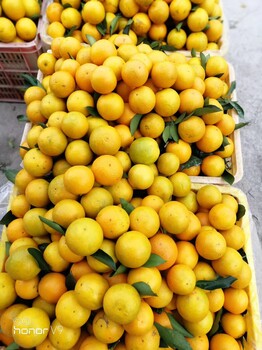 红江橙苗,红江橙多少钱一斤
