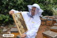 郴州蜂业：中华蜂土蜂蜜1斤装自然成熟蜂蜜批发