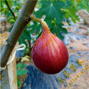無花果苗波姬紅無花果苗價(jià)格無花果苗品種一年生無花果苗價(jià)格基地大量供應(yīng)