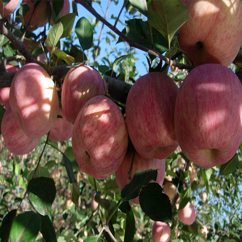 特優(yōu)高產(chǎn)蘋果苗 山農(nóng)紅國光蘋果苗  蘋果原生苗多少錢