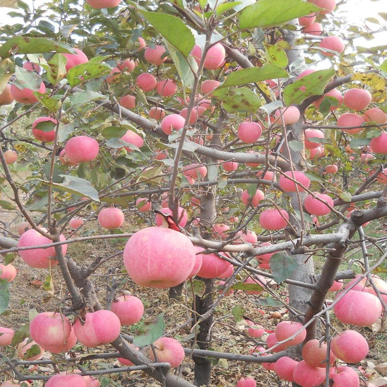 特優(yōu)高產(chǎn)蘋(píng)果苗 鮮紅蘋(píng)果苗  蘋(píng)果苗價(jià)格