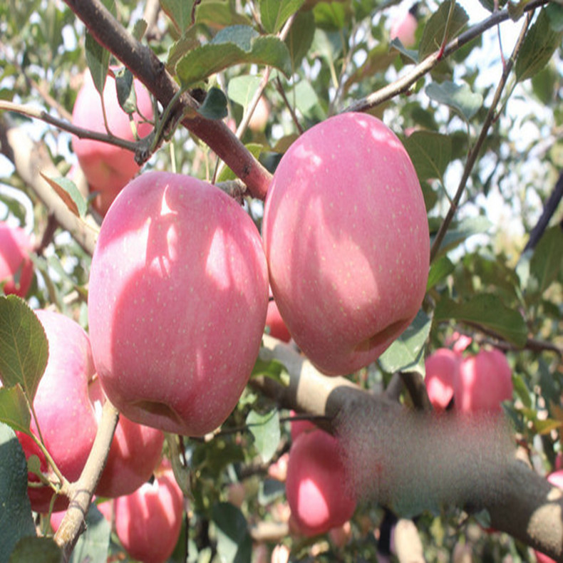 特優(yōu)高產蘋果苗 嫩光蘋果苗  蘋果苗價格