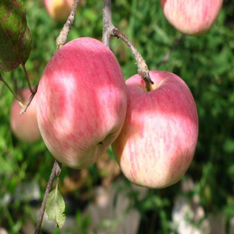 特優(yōu)高產(chǎn)蘋果苗 山農(nóng)紅國光蘋果苗  蘋果原生苗多少錢