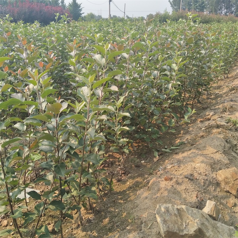 特優(yōu)高產(chǎn)蘋果苗 山農(nóng)紅國光蘋果苗  蘋果原生苗多少錢