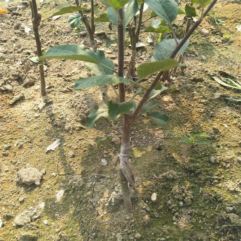 特优高产苹果苗 大帝苹果苗  苹果苗供应价格