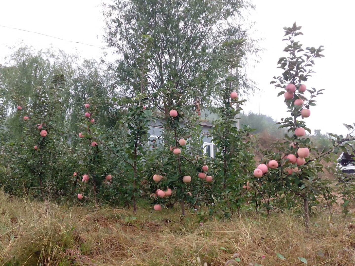 特优高产苹果苗 红富士苹果苗  苹果苗供应价格