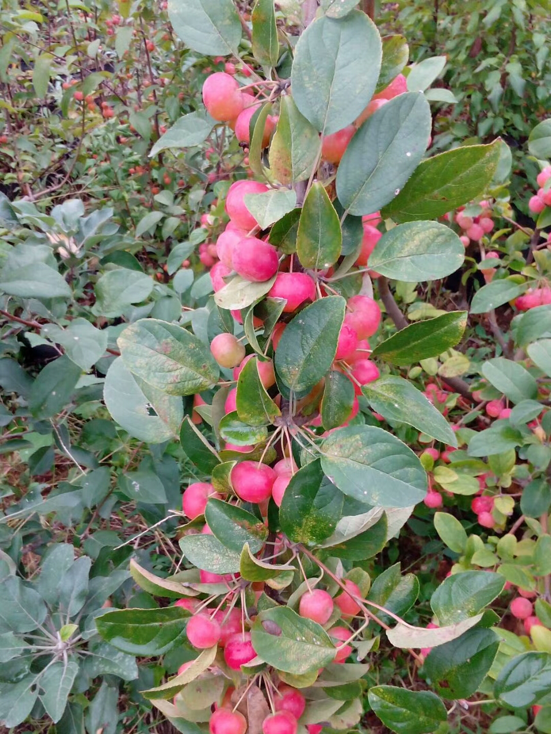 特优高产苹果苗 大帝苹果苗  苹果苗供应价格