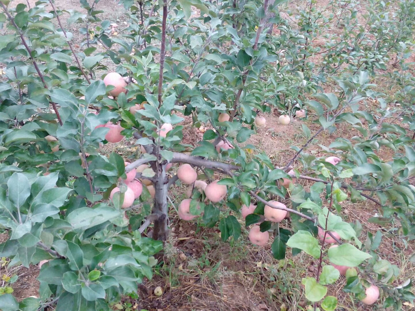 特优高产苹果苗 极早518苹果苗  苹果苗价格