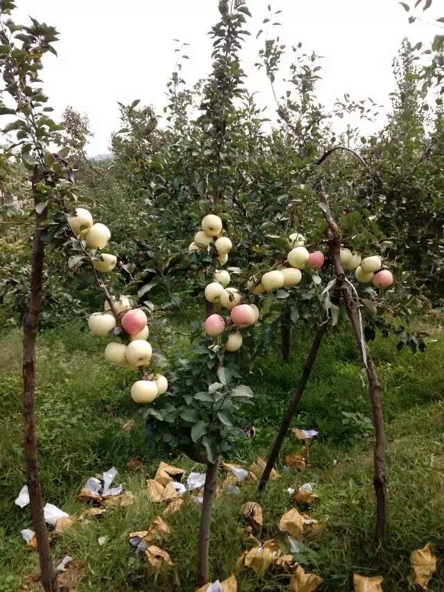 特优高产苹果苗 极早518苹果苗  苹果苗价格