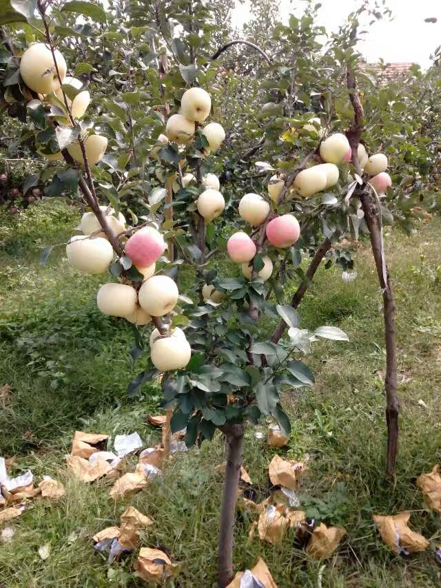 特优高产苹果苗 大帝苹果苗  苹果苗供应价格