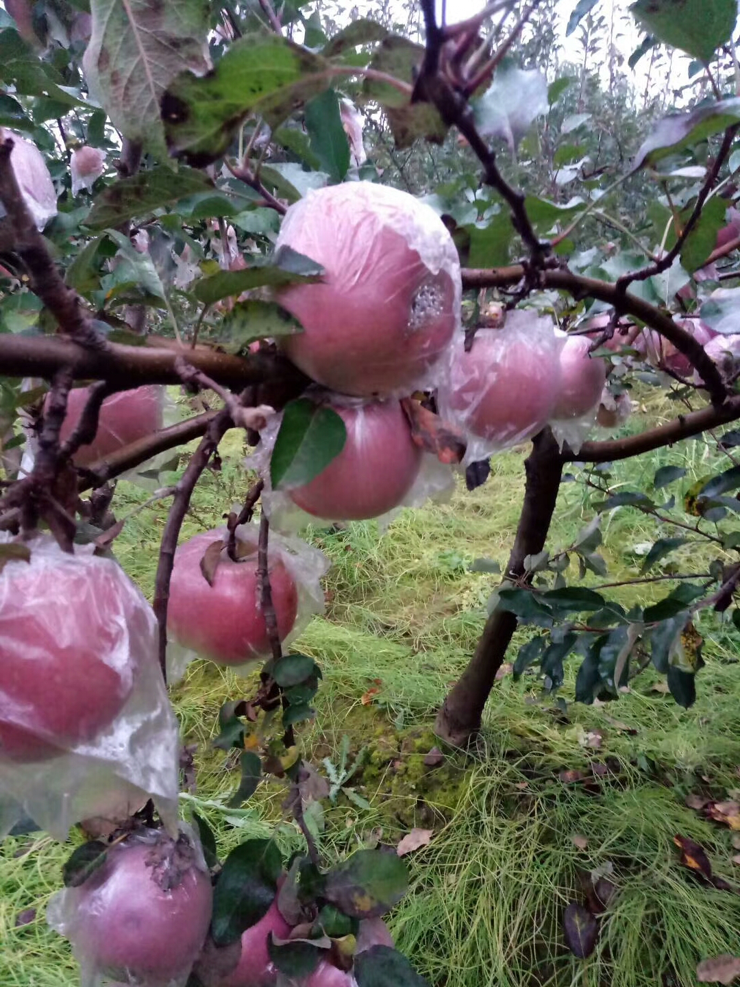 特優(yōu)高產(chǎn)蘋果苗 M26矮化蘋果苗  嫁接蘋果苗哪里有