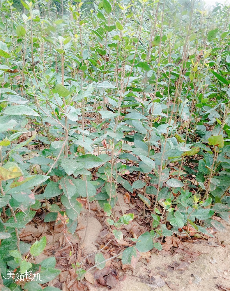 特优高产苹果苗 烟富三号苹果苗  苹果苗价格