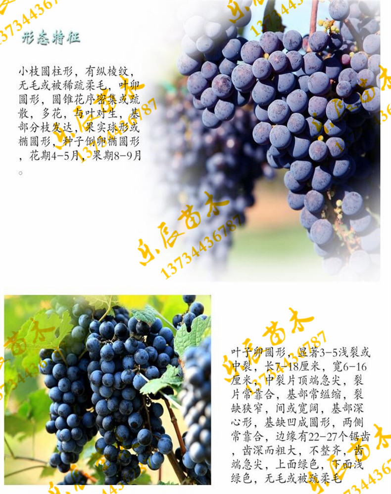 特優(yōu)高產(chǎn)蘋果苗 蛇果蘋果苗  蘋果苗價格