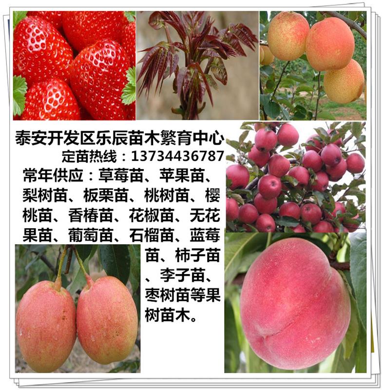 特優(yōu)高產蘋果苗 岳冠蘋果苗  蘋果苗價格