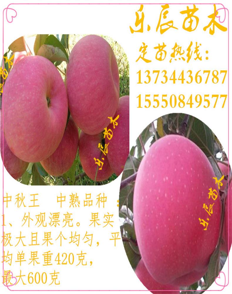 特優(yōu)高產(chǎn)蘋果苗 山農(nóng)紅國光蘋果苗  蘋果原生苗多少錢