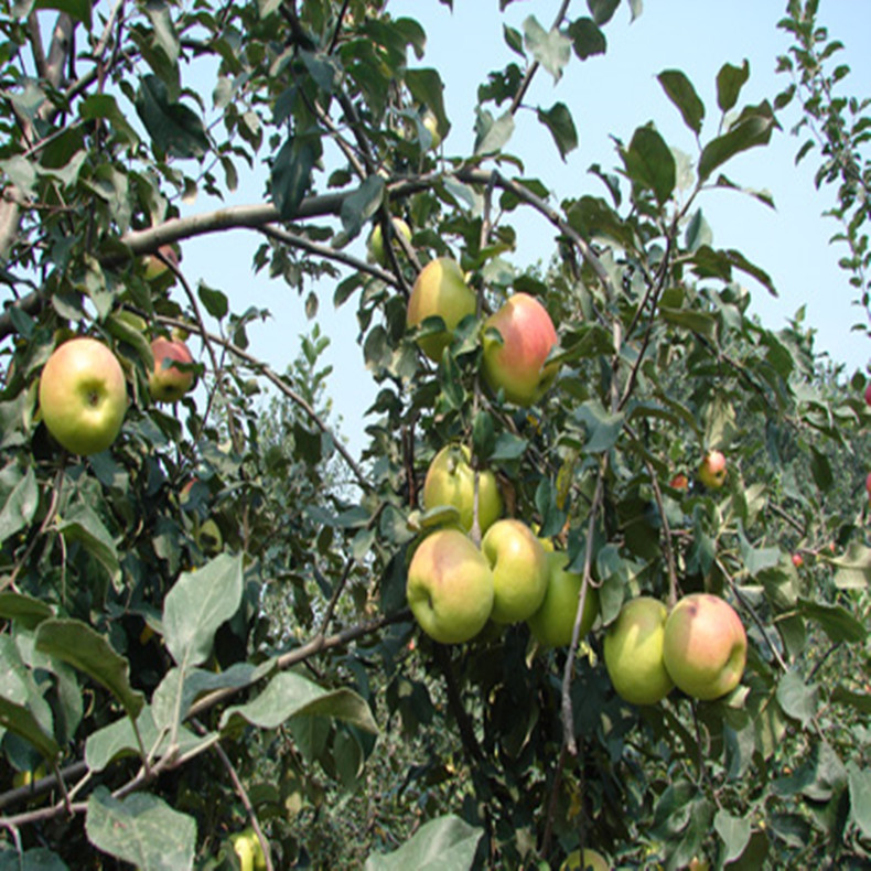 特優(yōu)高產(chǎn)蘋果苗 山農(nóng)紅國光蘋果苗  蘋果原生苗多少錢