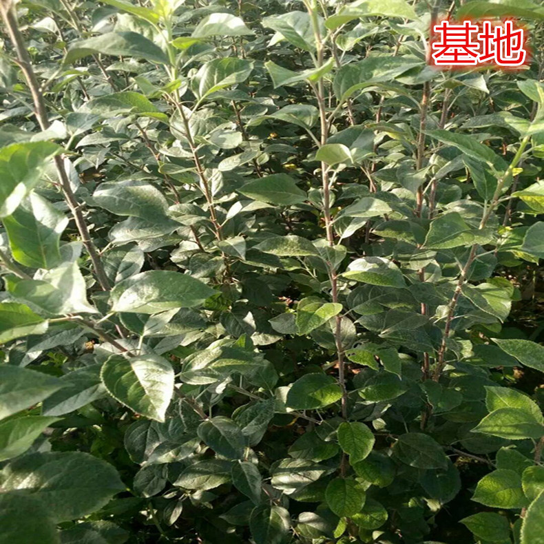 特優(yōu)高產(chǎn)蘋果苗 M26矮化蘋果苗  嫁接蘋果苗哪里有