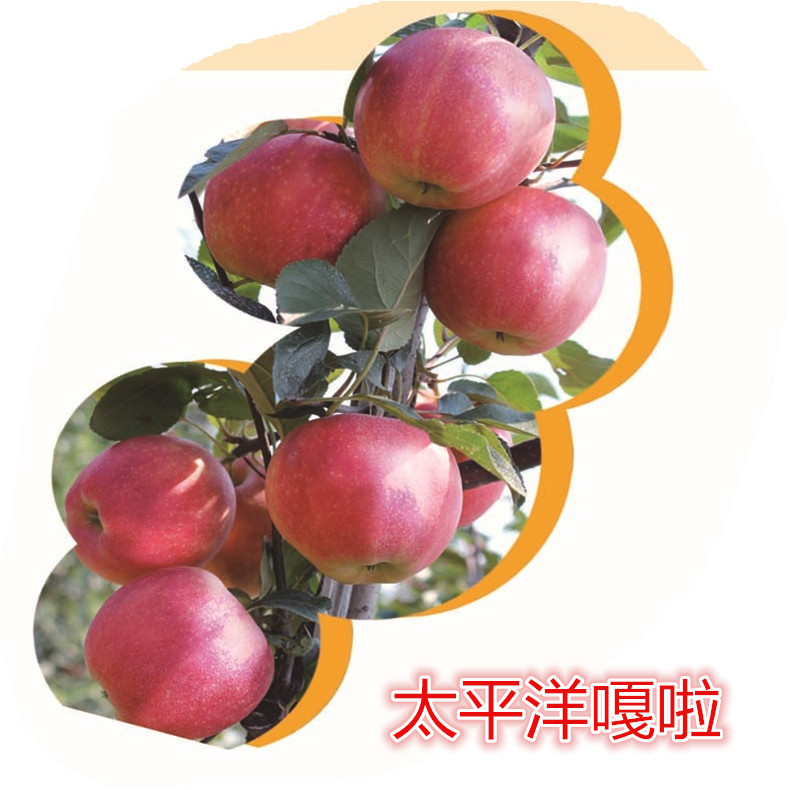 特優(yōu)高產(chǎn)蘋果苗 嫩光蘋果苗  蘋果苗一棵多少錢
