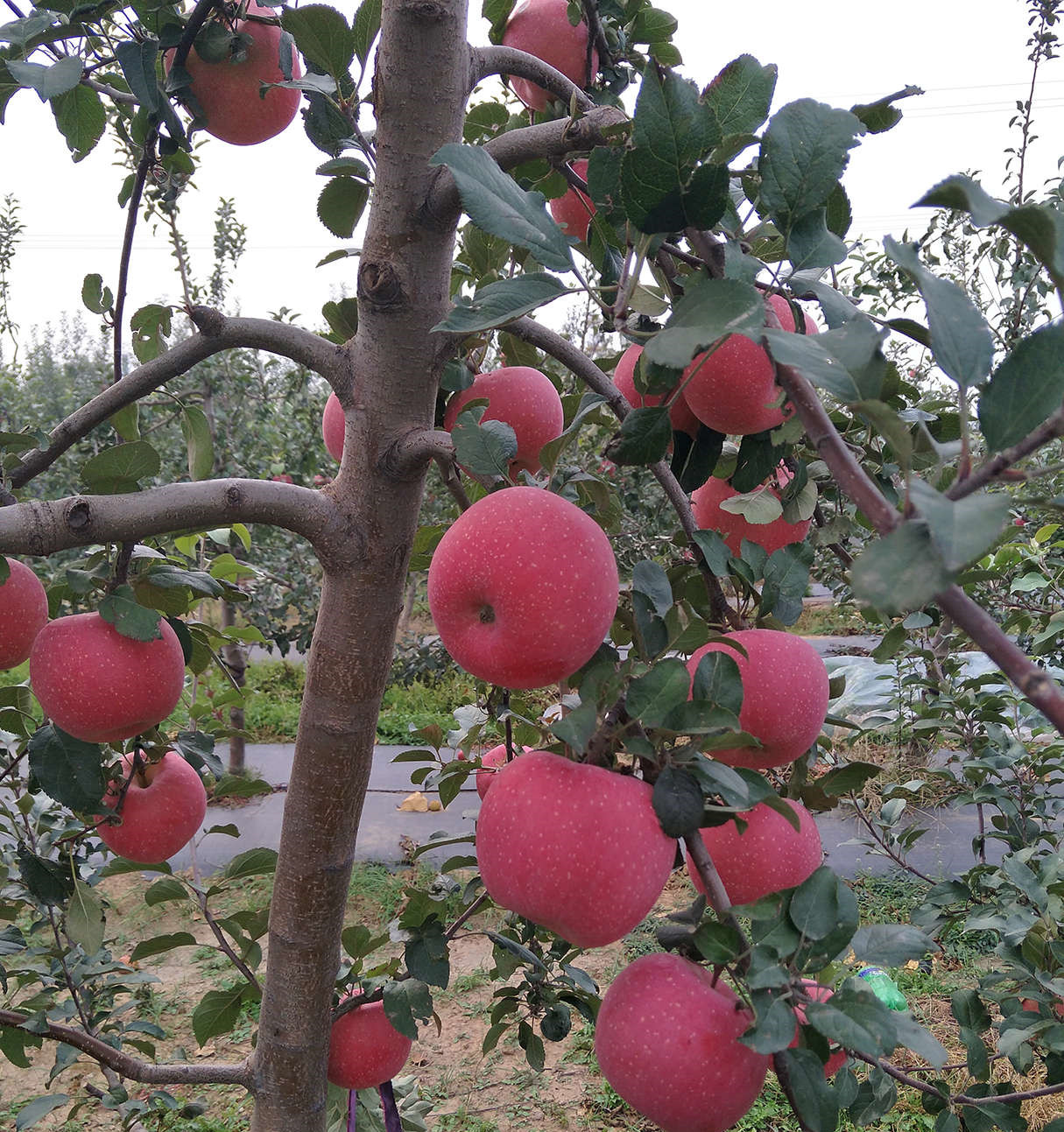 特優(yōu)高產(chǎn)蘋果苗 山農(nóng)紅國光蘋果苗  蘋果原生苗多少錢