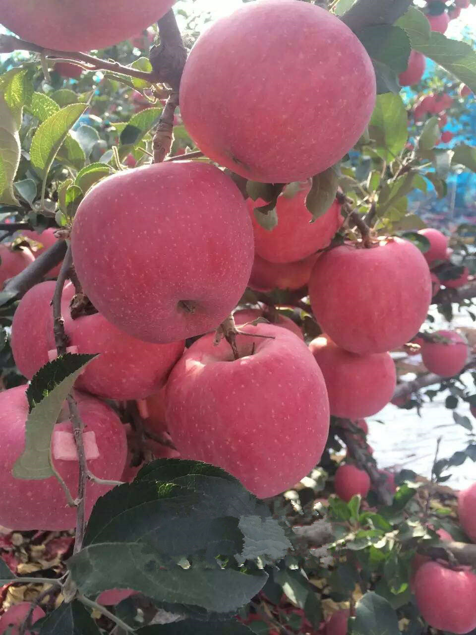 特優(yōu)高產(chǎn)蘋果苗 山農(nóng)紅國光蘋果苗  蘋果原生苗多少錢