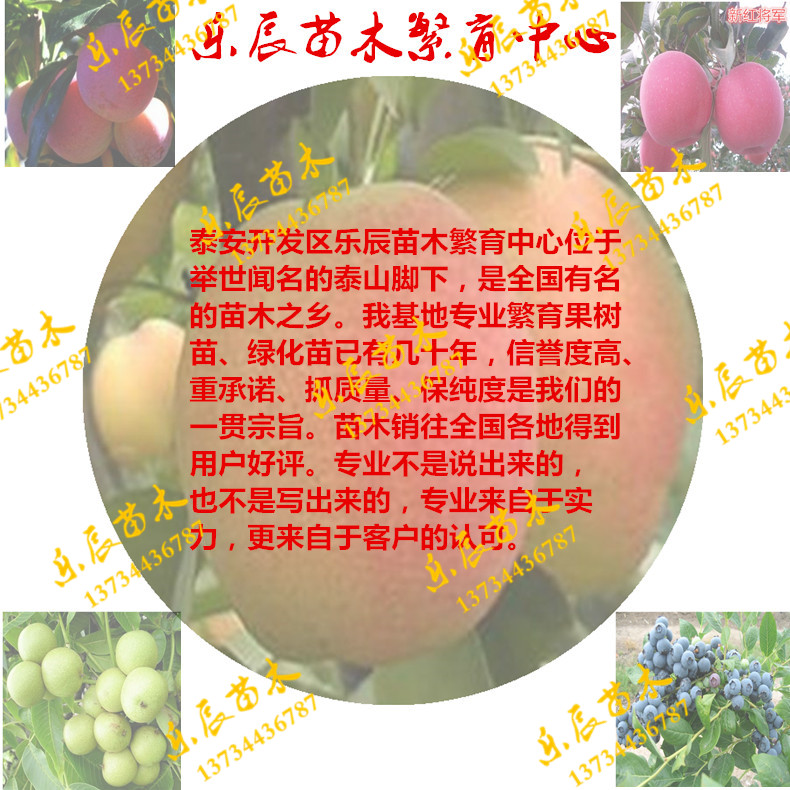 特優(yōu)高產(chǎn)蘋果苗 伏翠蘋果苗  蘋果苗一棵多少錢