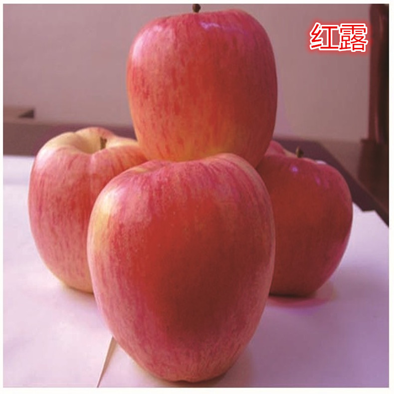 特優(yōu)高產(chǎn)蘋果苗 紅色之愛(ài) 117/06紅肉蘋果苗  蘋果苗一棵多少錢