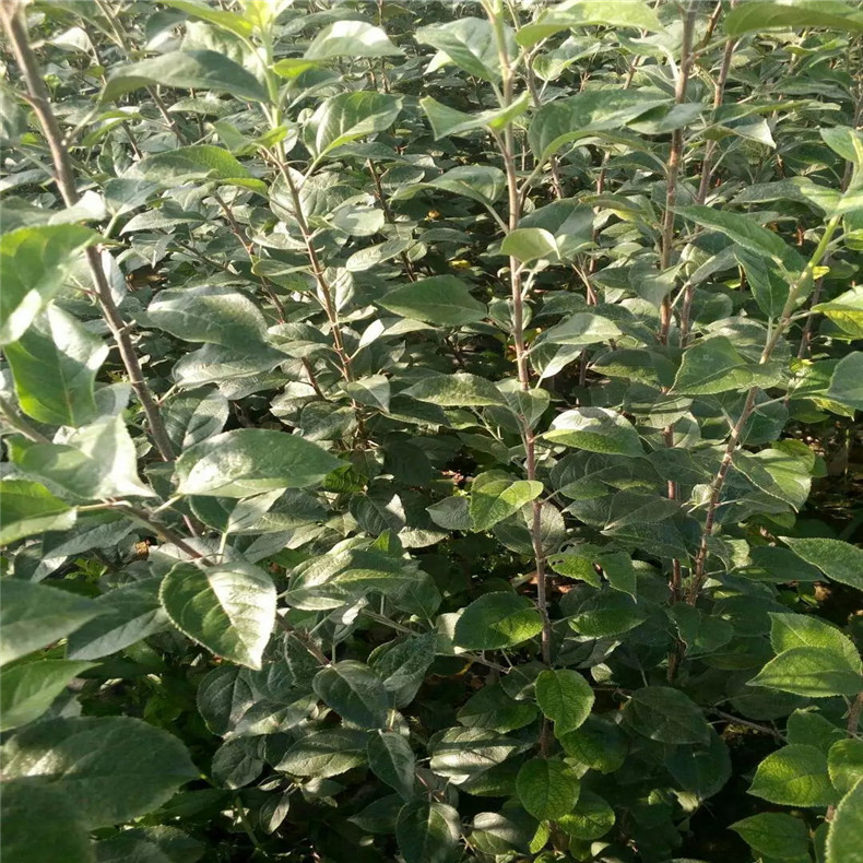 特優(yōu)高產(chǎn)蘋果苗 煙富10號(hào)蘋果苗  嫁接蘋果苗哪里有