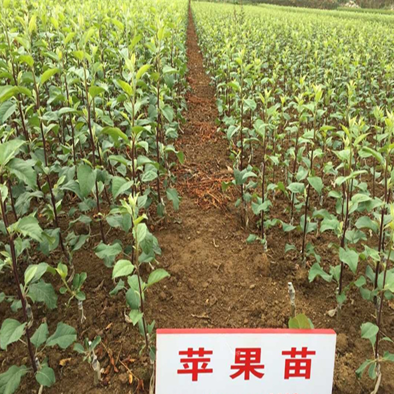 特優(yōu)高產(chǎn)蘋果苗 巨森蘋果苗  蘋果苗一棵多少錢