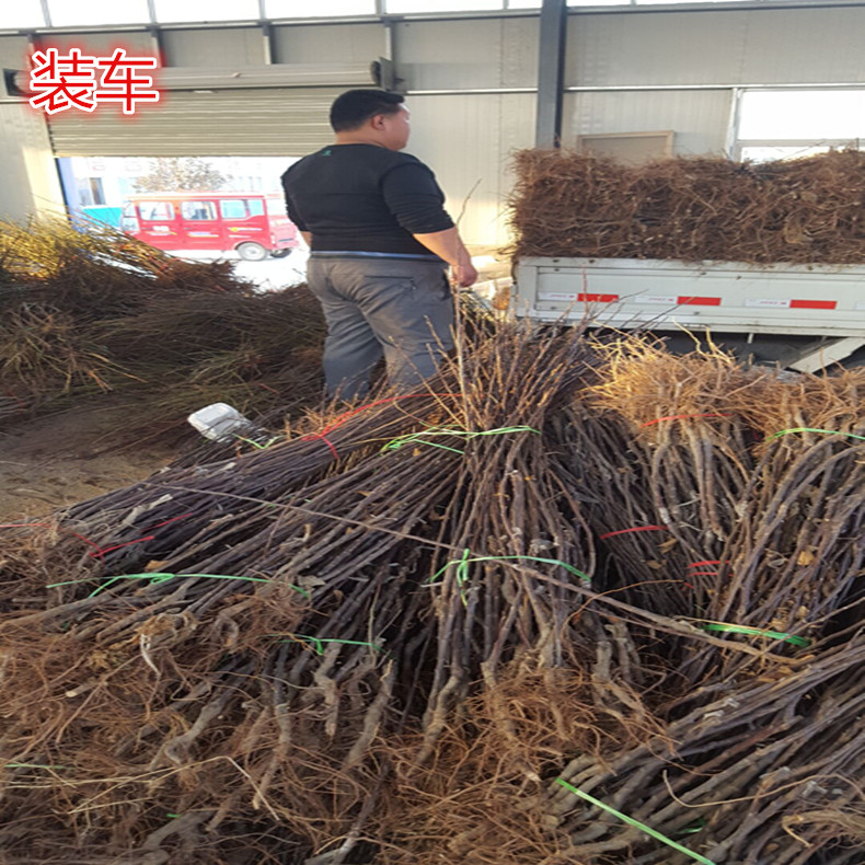 特優(yōu)高產(chǎn)蘋果苗 綠皮紅肉蘋果苗  蘋果原生苗多少錢