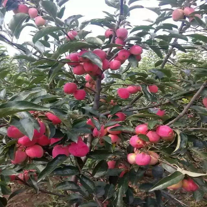 特優(yōu)高產(chǎn)蘋果苗 寧富蘋果苗  蘋果苗供應價格