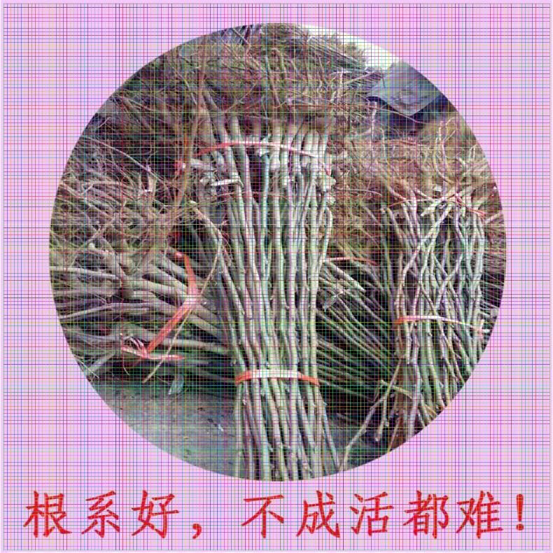 重慶梨樹苗供應(yīng) 香水梨樹苗幾年掛果