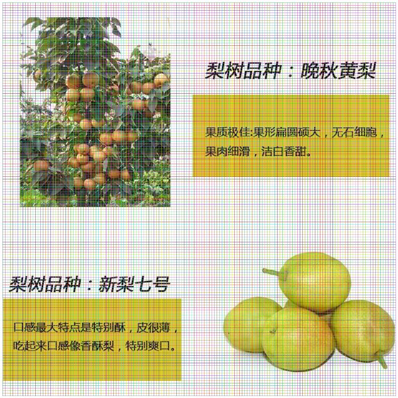 重慶梨樹(shù)苗供應(yīng) 晚秀梨樹(shù)苗產(chǎn)地在哪