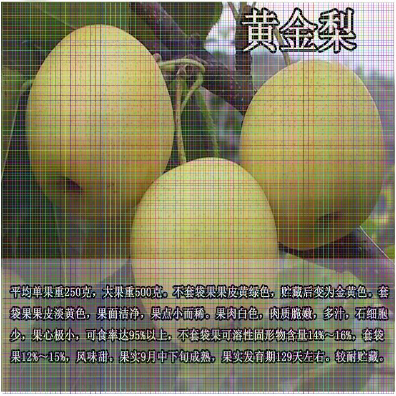 河北梨樹苗供應(yīng) 紅太陽(yáng)梨樹苗一畝產(chǎn)多少