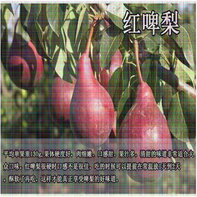 河北梨樹苗供應(yīng) 六月雪梨樹苗單價(jià)